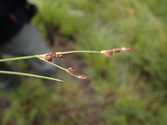 Juncus bulbosus