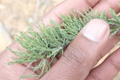 Asparagus burchellii