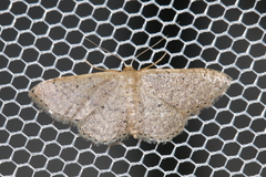 Idaea obsoletaria