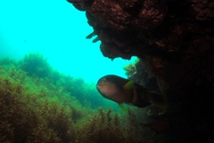 Notolabrus tetricus