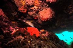 Notolabrus tetricus
