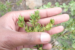 Polygala myrtifolia