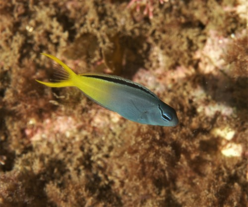 Eyelash fangblenny (Meiacanthus atrodorsalis) — Blenniidae — 4