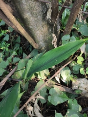 Alpinia japonica