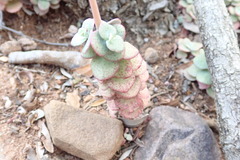 Crassula cordata