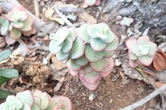 Crassula cordata