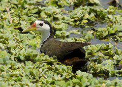 Amaurornis phoenicurus