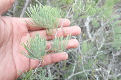 Asparagus crassicladus