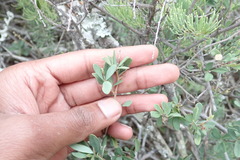 Flueggea verrucosa