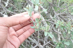 Flueggea verrucosa