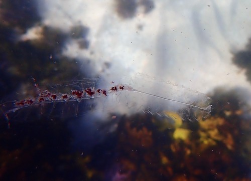 Representative image of Agalma