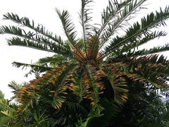 Encephalartos altensteinii