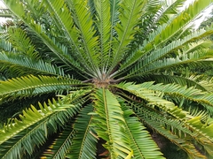 Encephalartos altensteinii