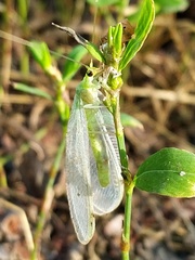 Nineta vittata