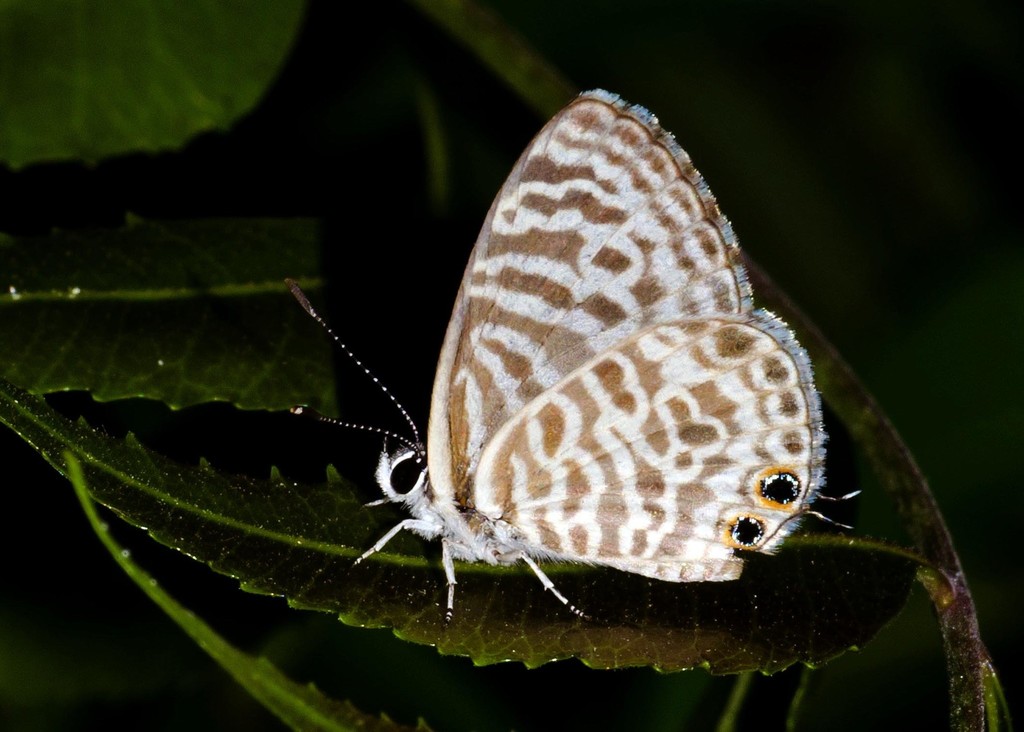Zebra Blue from Srinagar Colony, Guntur, Andhra Pradesh, India on April ...