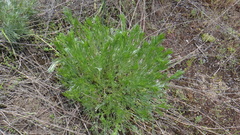 Artemisia marschalliana