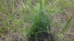 Artemisia marschalliana