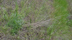 Artemisia marschalliana