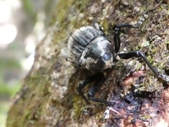 Rhynchodes ursus