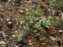 Pimpinella villosa