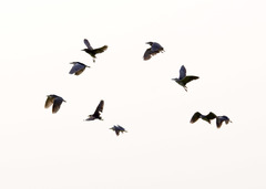 Nycticorax nycticorax