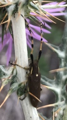 Agapanthia annularis