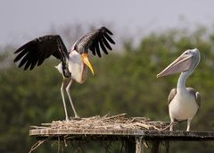 Mycteria leucocephala