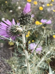 Agapanthia annularis