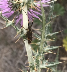 Agapanthia annularis