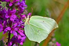 Gonepteryx rhamni
