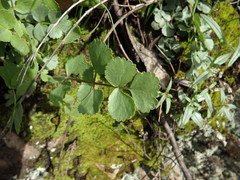 Pimpinella villosa