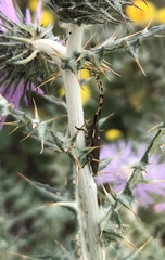 Agapanthia annularis