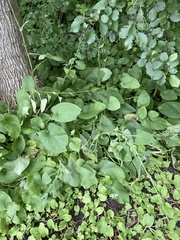 Cicerbita macrophylla