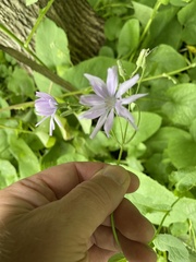 Cicerbita macrophylla