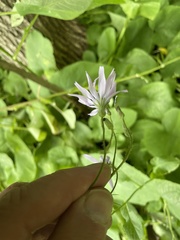 Cicerbita macrophylla