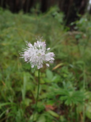 Allium splendens