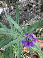 Linaria purpurea