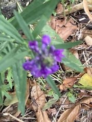 Linaria purpurea