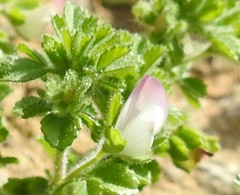 Ononis reclinata