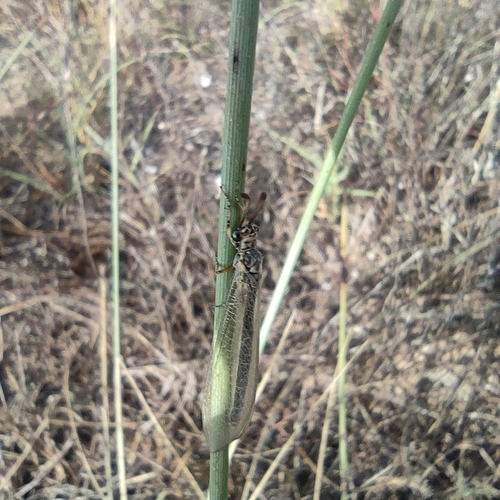 Myrmeleon hyalinus