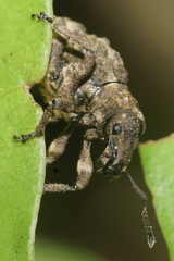 Lyperobates