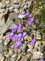 Campanula excisa