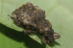 Lyperobates