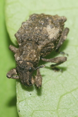 Lyperobates