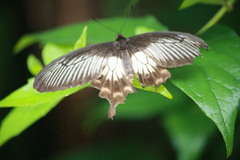 Pachliopta pandiyana