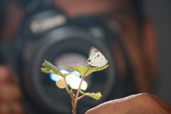 Hypolycaena othona