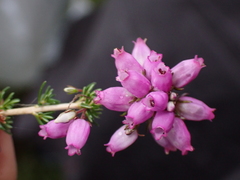 Erica cinerea