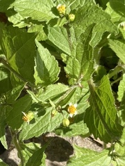Galinsoga quadriradiata