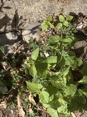 Galinsoga quadriradiata