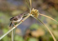 Prinia inornata